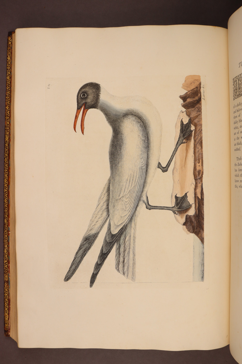 Plate 89
